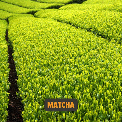 Té verde Matcha de grado Ceremonial